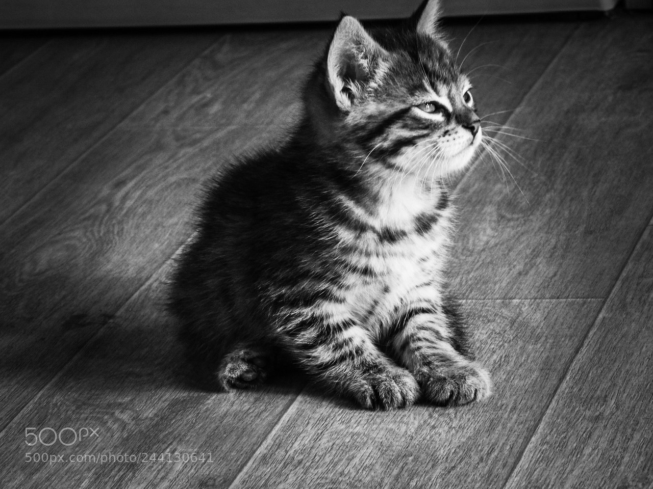 Nikon Coolpix P610 sample photo. Baby cat #e photography