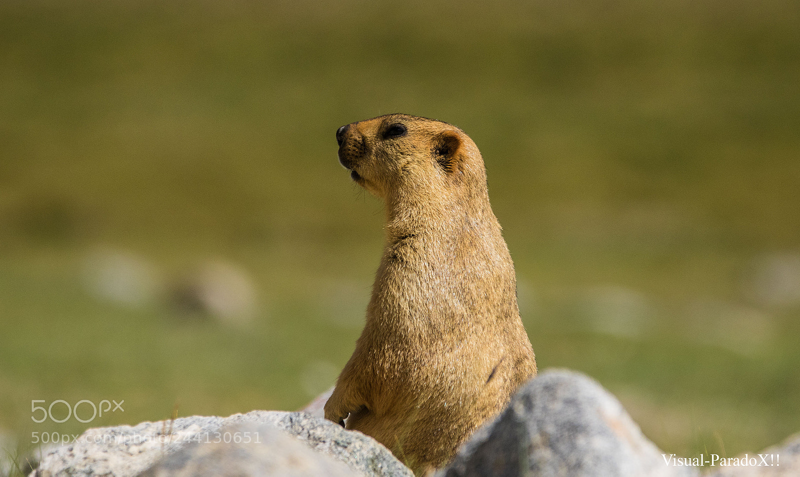 Canon EOS 7D Mark II sample photo. Sentinels of himalayas photography