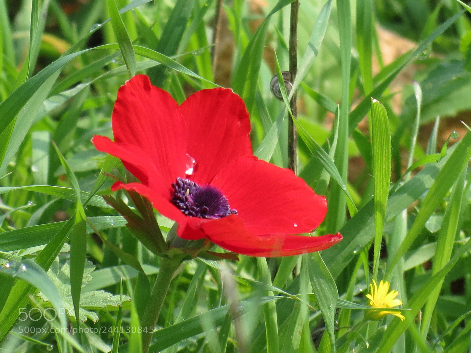Canon PowerShot SX40 HS sample photo. Red beauty photography