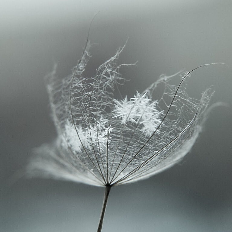 Olympus E-400 (EVOLT E-400) sample photo. Snowflakes photography