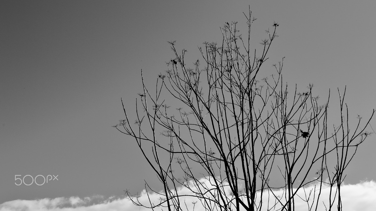 Canon EOS 7D Mark II sample photo. Winter's gray scales photography