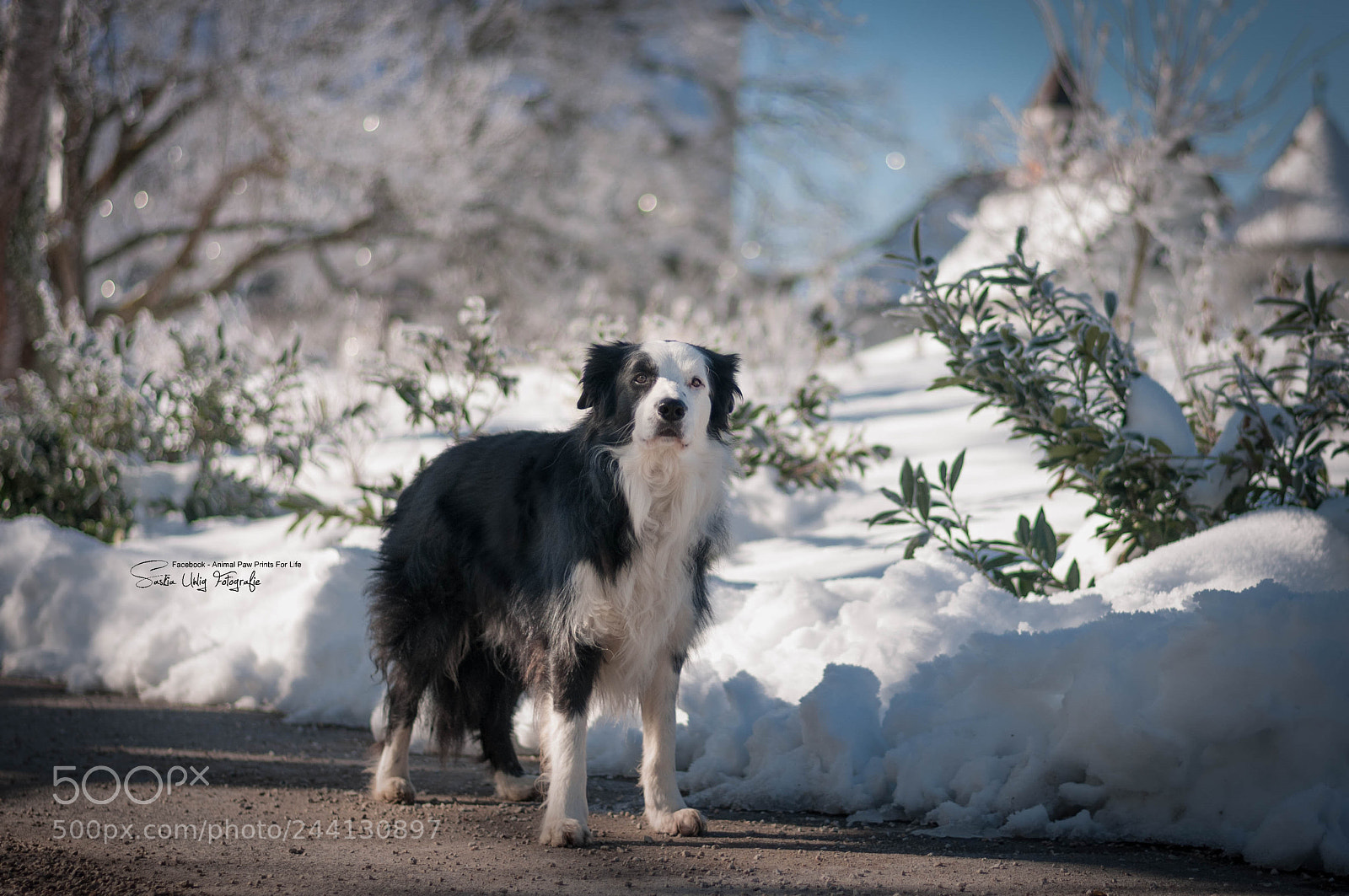 Nikon D300S sample photo. Winter time !!! photography