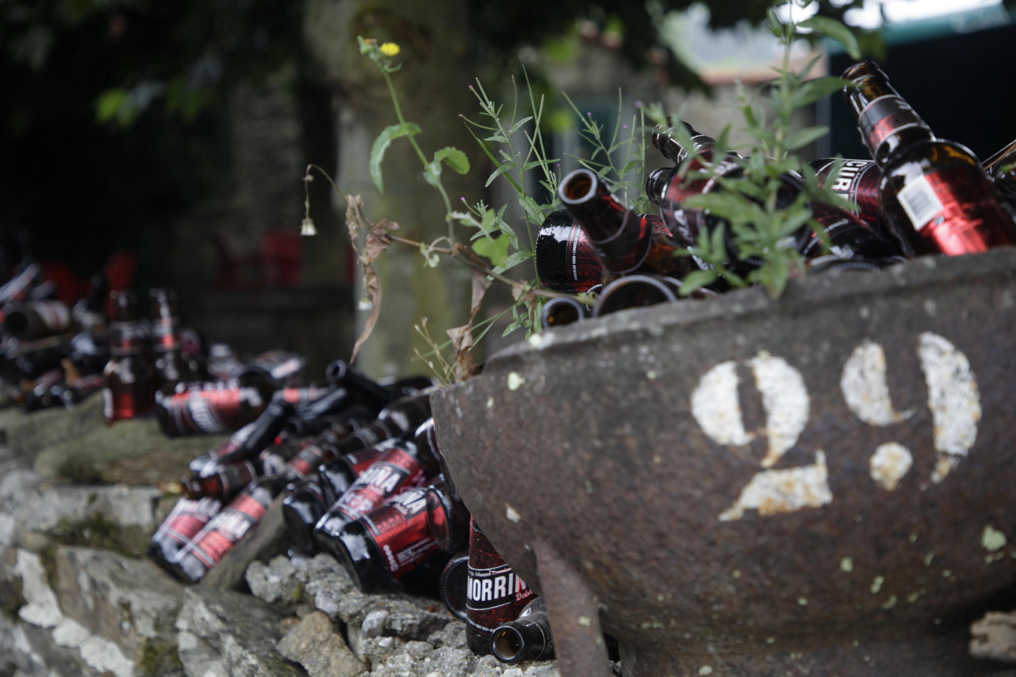 Canon EF 24-105mm F4L IS II USM sample photo. Mg photography