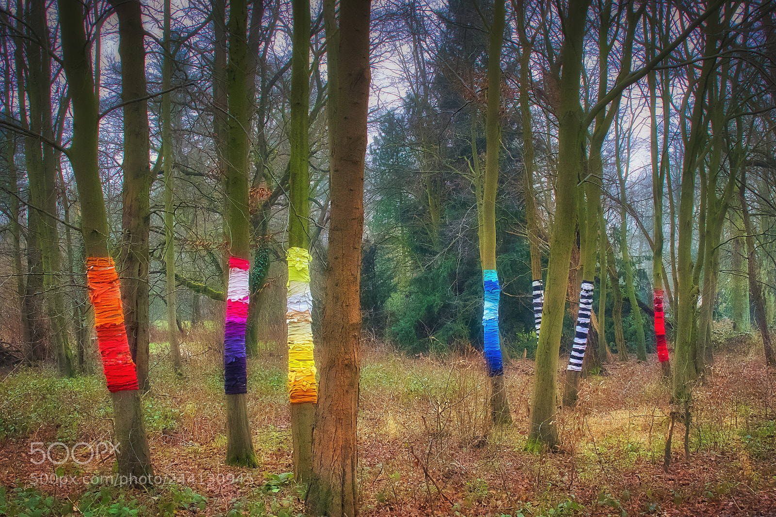 Canon EOS 7D Mark II sample photo. Baum umwickelt photography