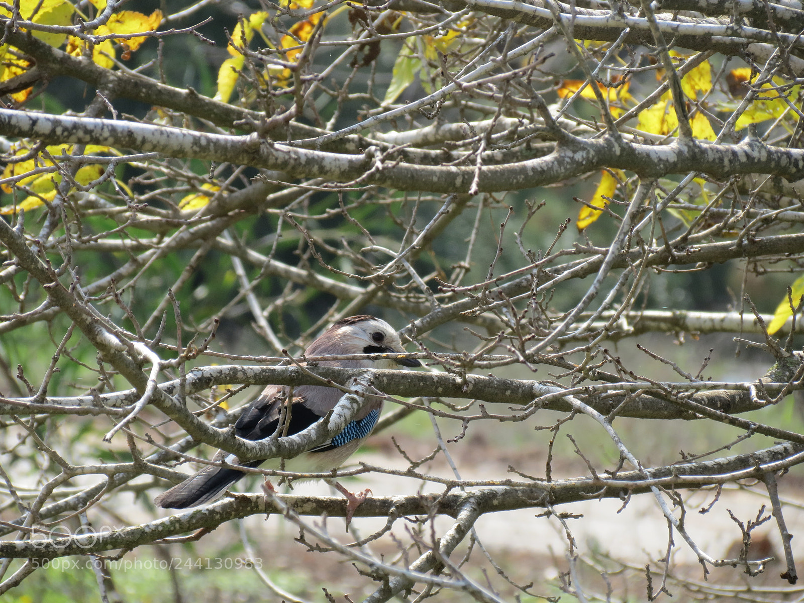 Canon PowerShot SX40 HS sample photo. Eurasian jay photography