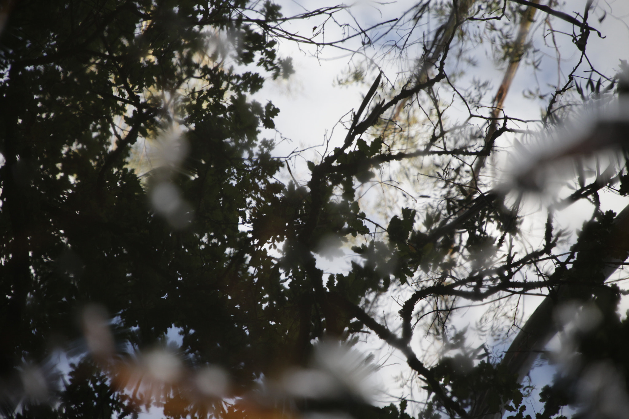 Canon EF 24-105mm F4L IS II USM sample photo. Mg photography