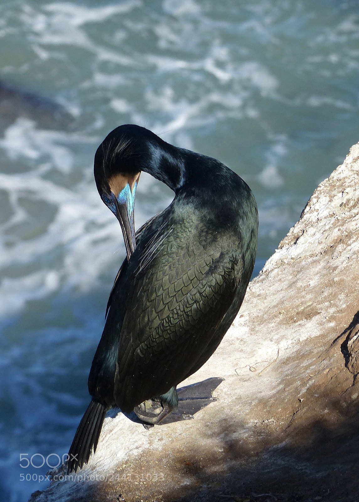 Panasonic Lumix DMC-FZ200 sample photo. Brandt's cormorant preening photography
