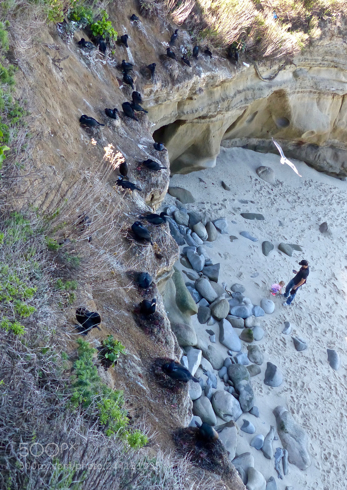 Panasonic Lumix DMC-FZ200 sample photo. Nests on the cliff photography