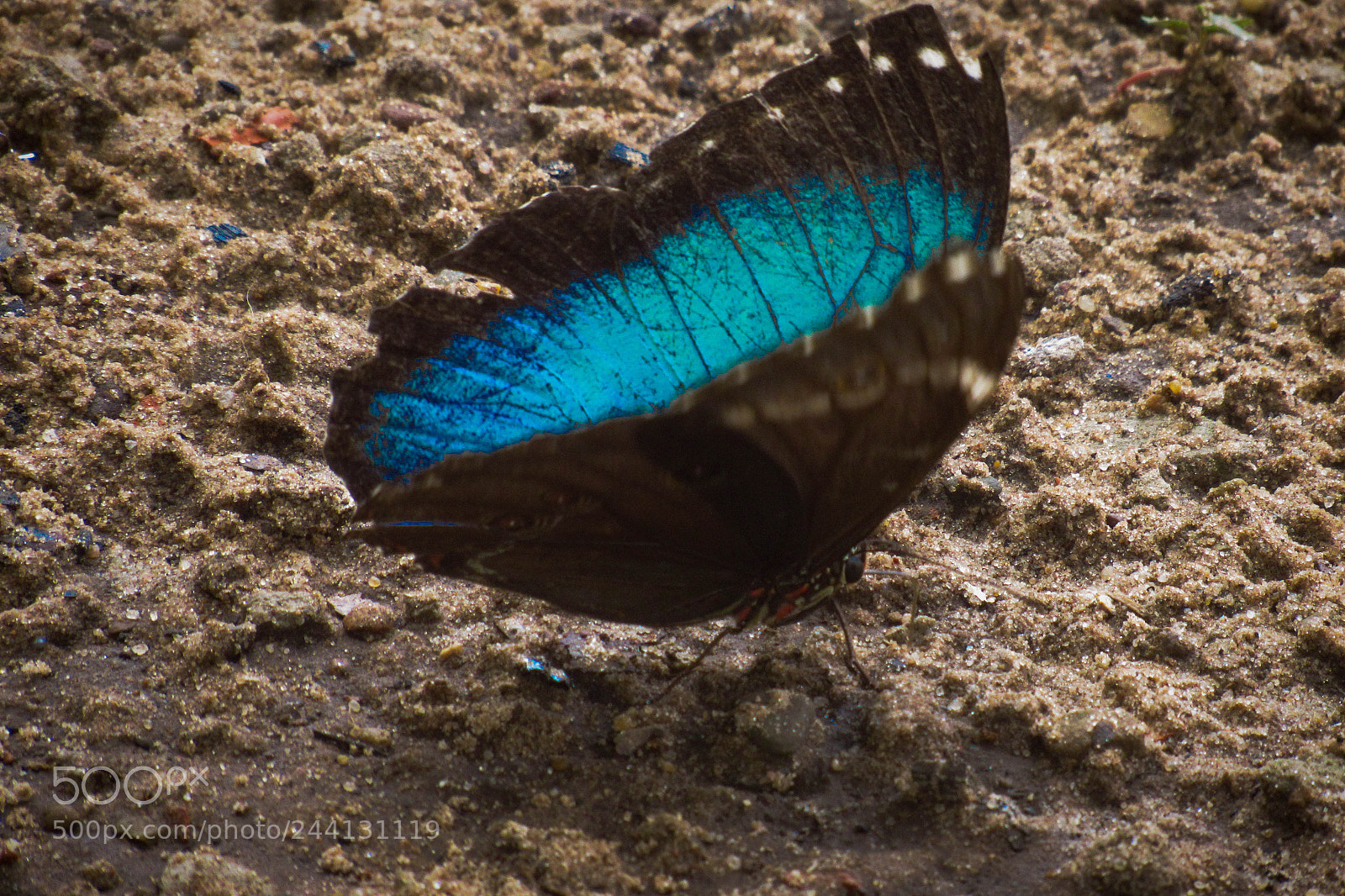 Canon PowerShot SX530 HS sample photo. Calipso butterfly photography