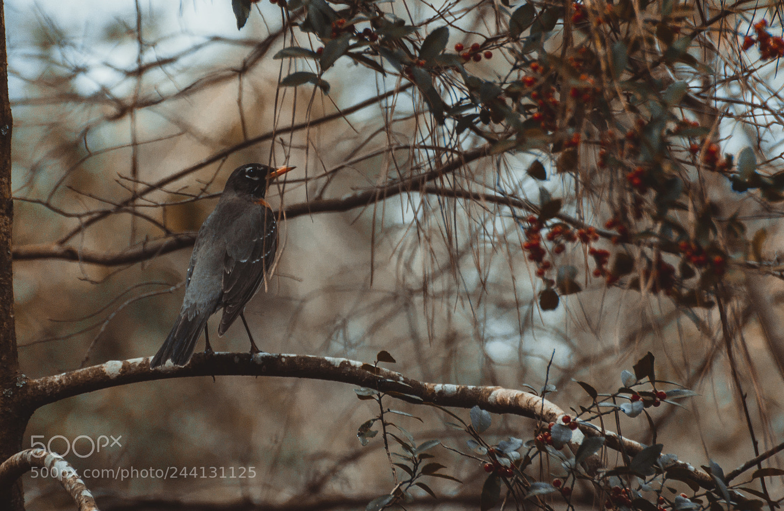 Sony Alpha DSLR-A580 sample photo. American robbin photography