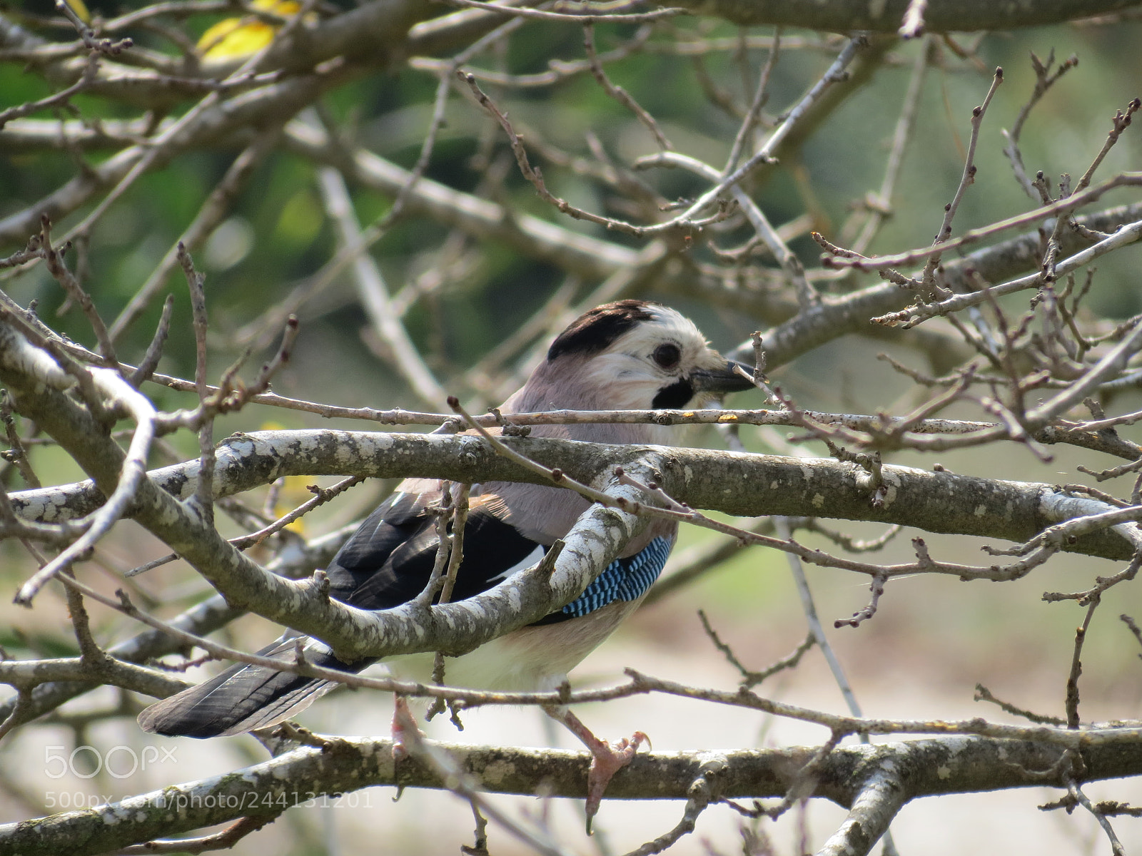 Canon PowerShot SX40 HS sample photo. Eurasian jay 2 photography