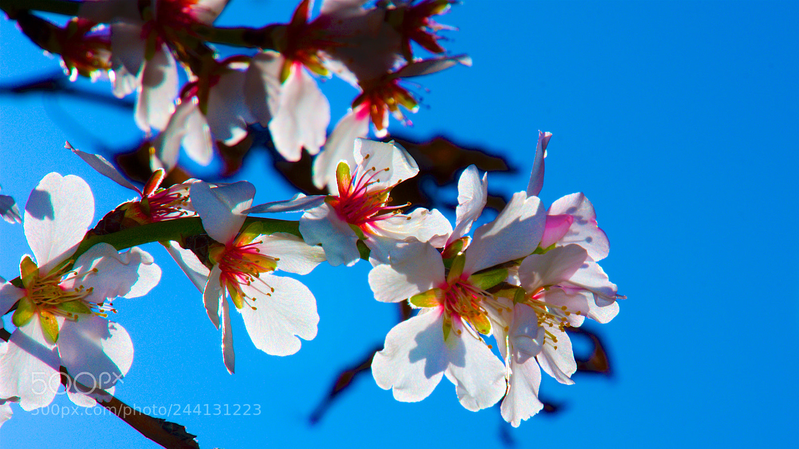 Nikon D7200 sample photo. Ya es primavera. photography