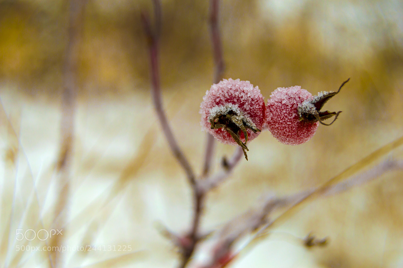 Nikon D3200 sample photo. Wild rose photography