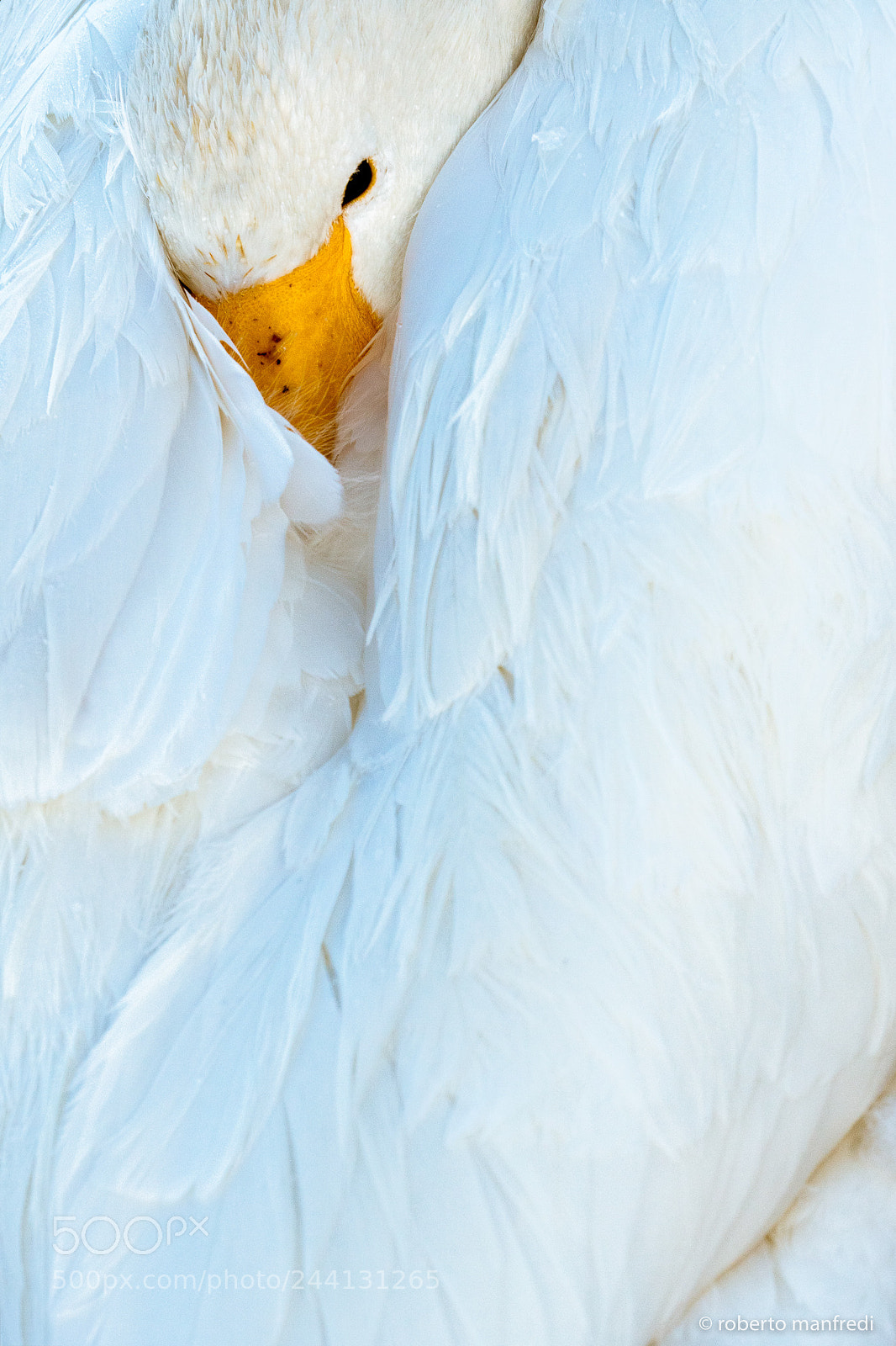 Sony a6500 sample photo. Whooper swan photography