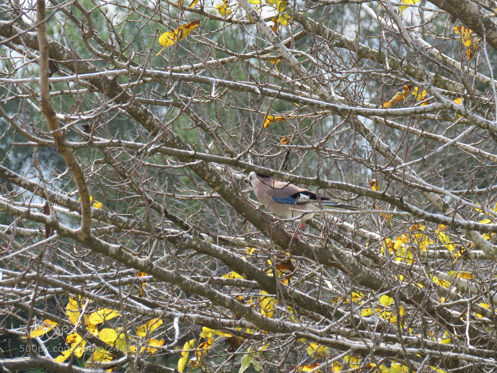 Canon PowerShot SX40 HS sample photo. The birds on the photography