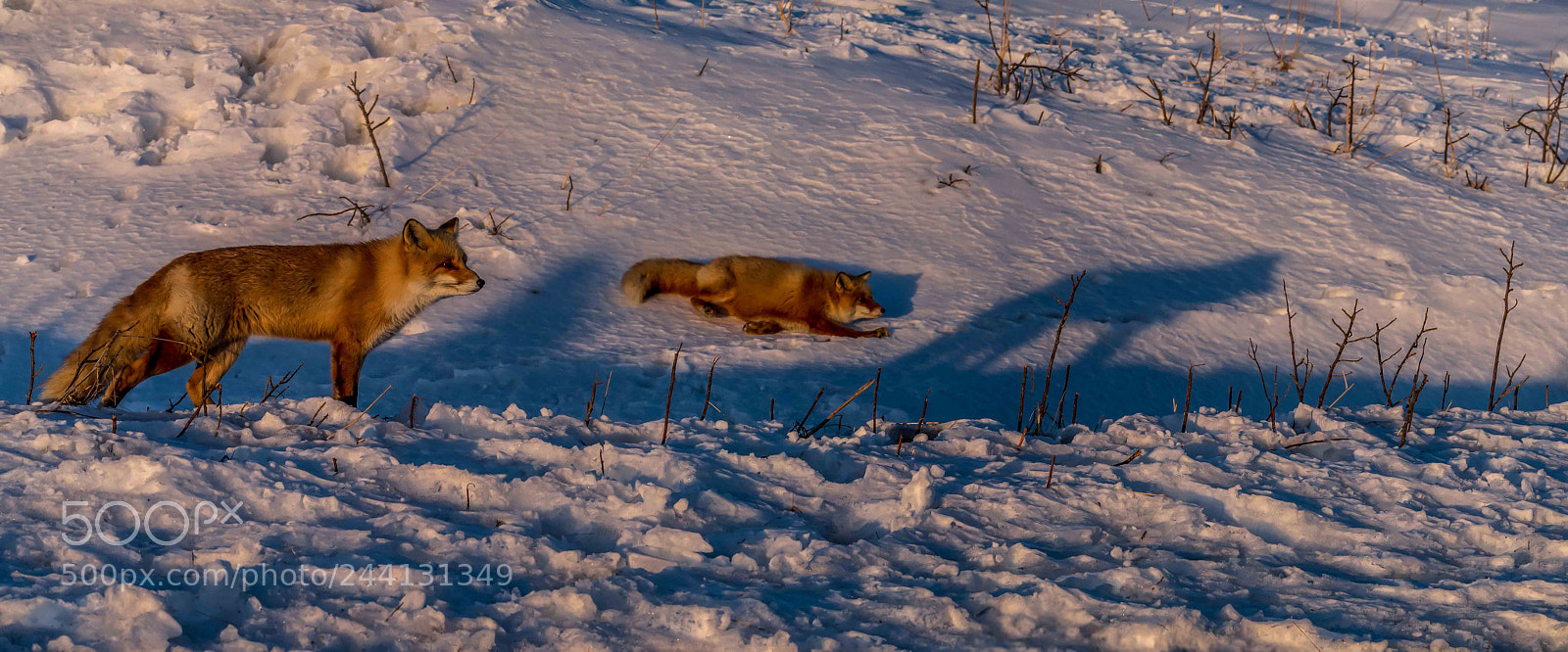Olympus PEN E-P5 sample photo. Chancing in hokkaido photography