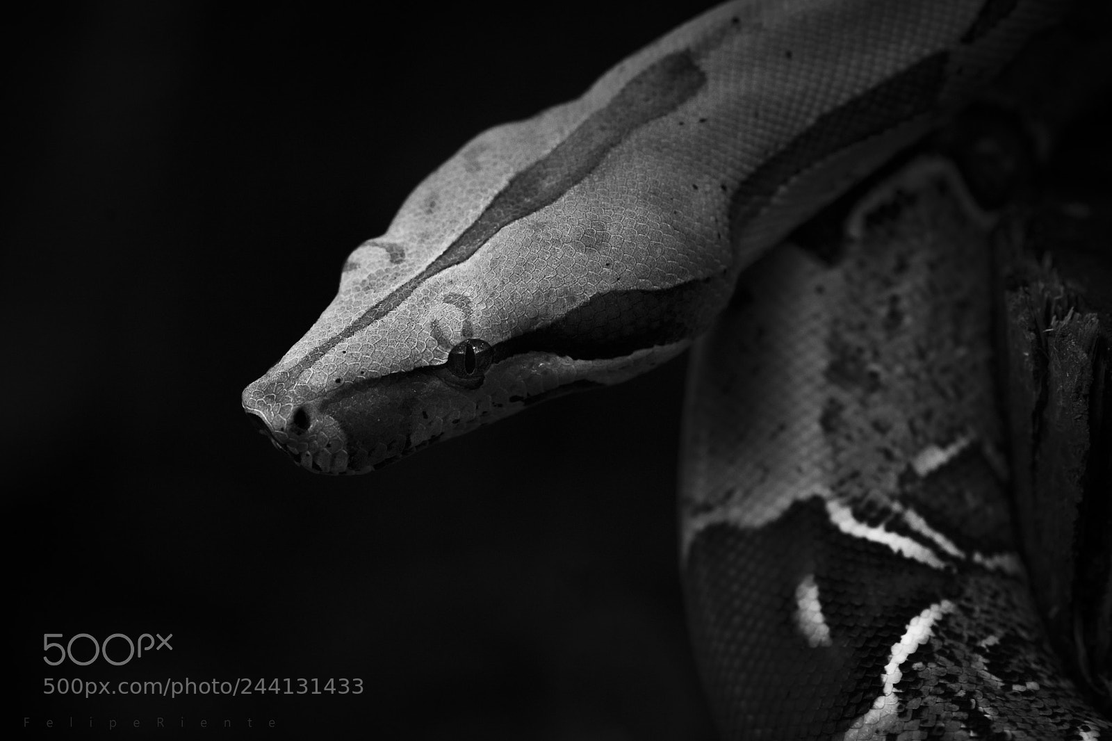 Nikon D610 sample photo. Jibóia photography