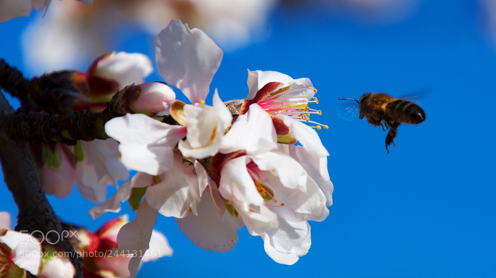 Nikon D7200 sample photo. Primavera.2 photography
