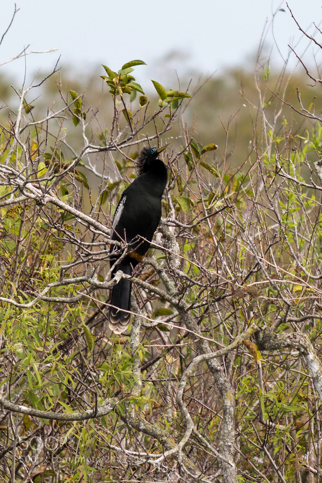 Canon EOS 60D sample photo. Anhinga photography