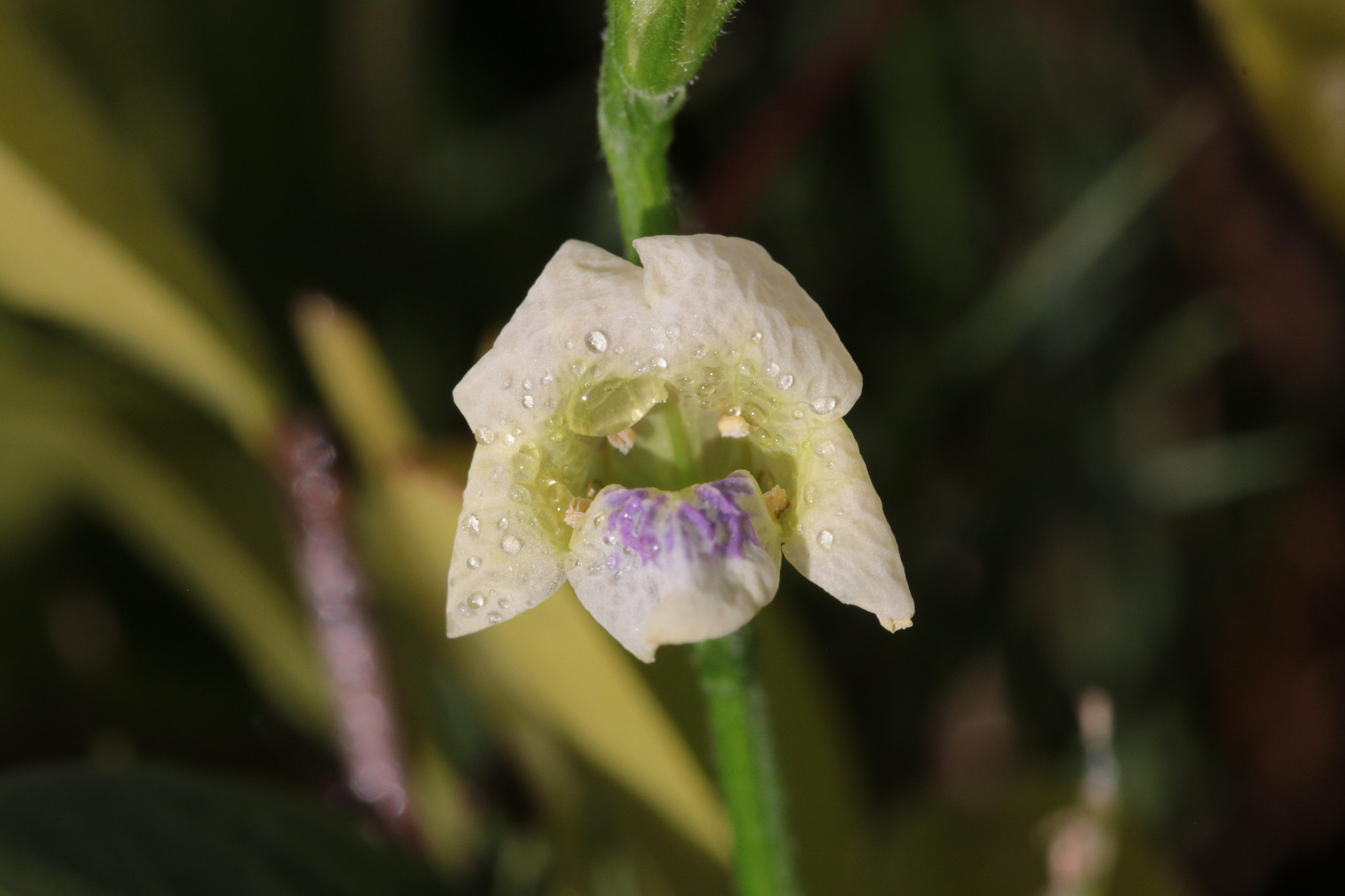 Canon EOS 70D + Canon EF 22-55mm f/4-5.6 USM sample photo. Wild flower with raindrops photography