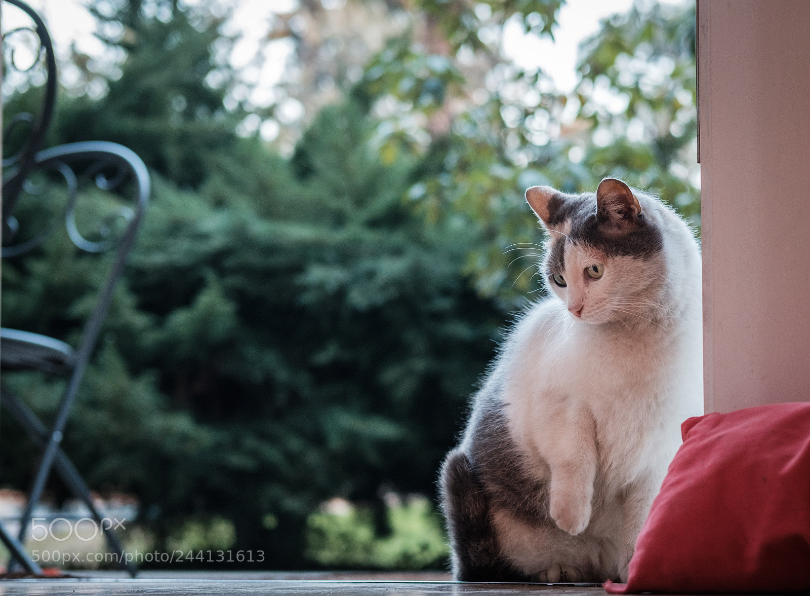 Fujifilm X-T20 sample photo. Tapparella photography