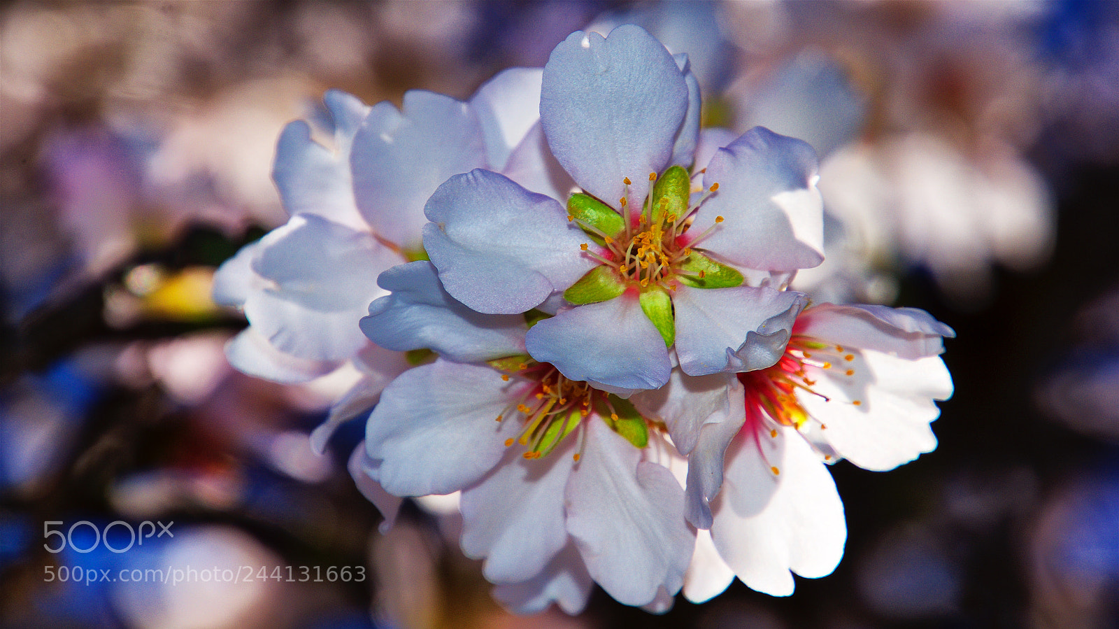 Nikon D7200 sample photo. Almendro en flor photography
