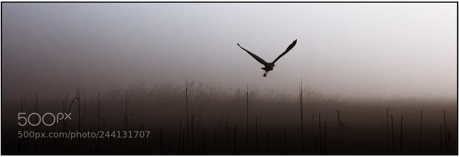 Nikon D300S sample photo. Flying alone photography