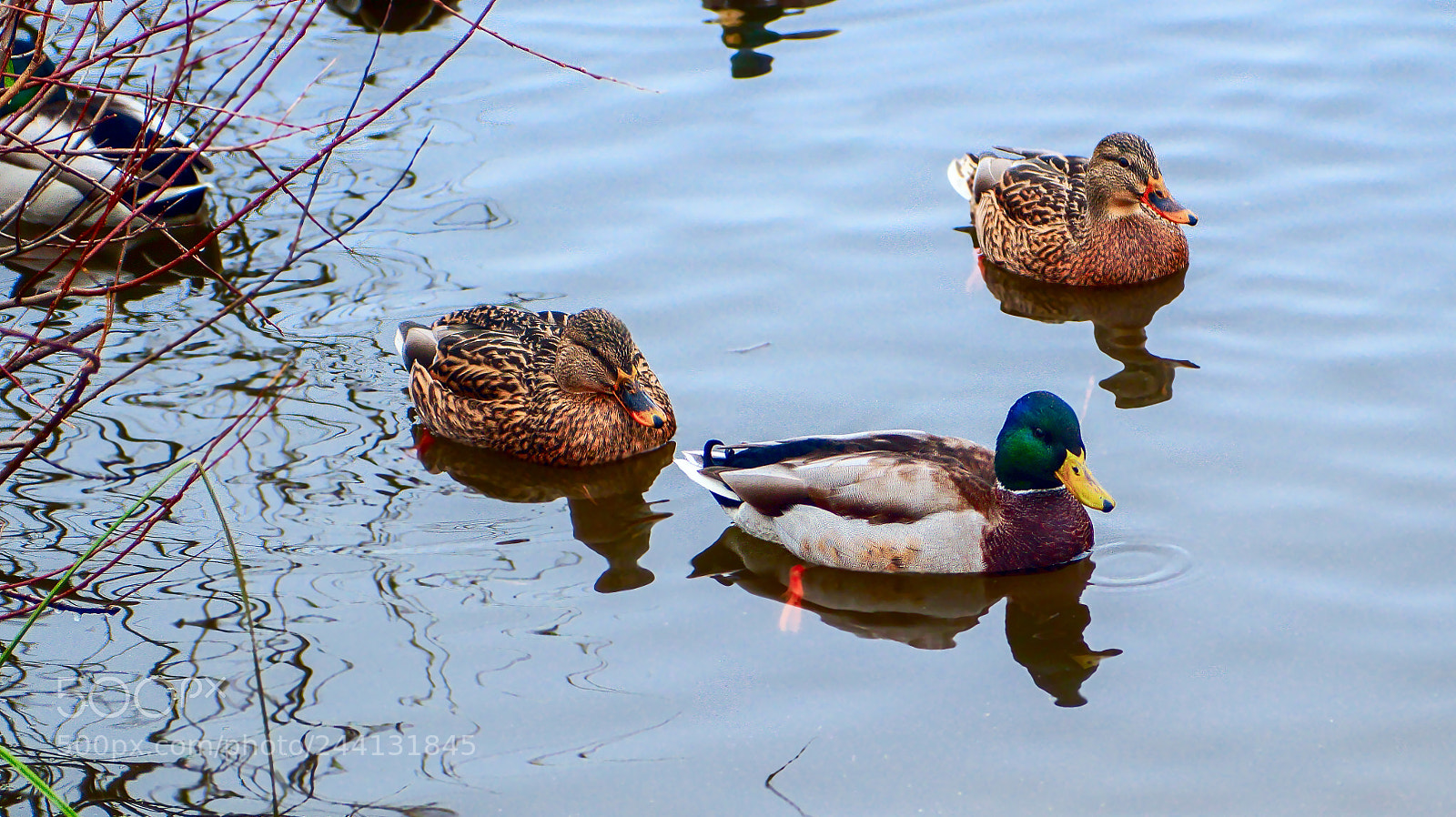 Sony SLT-A58 sample photo. Trio photography