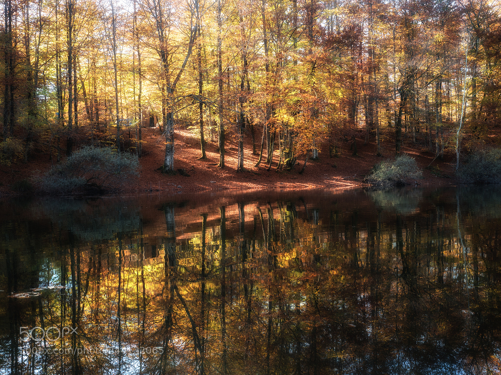 Olympus OM-D E-M5 II sample photo. October glory photography
