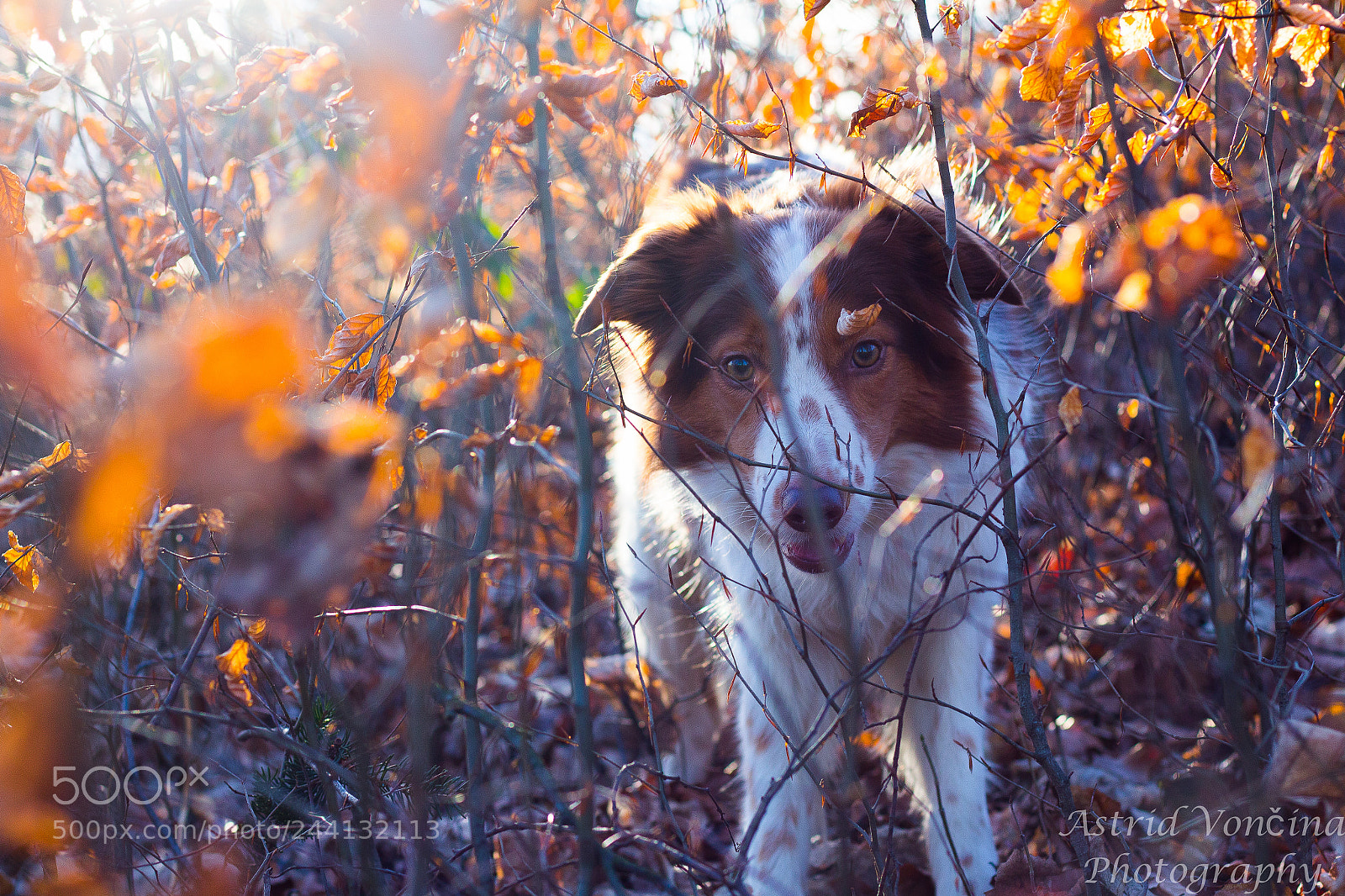 Canon EOS 650D (EOS Rebel T4i / EOS Kiss X6i) sample photo. Hiding behind fire photography