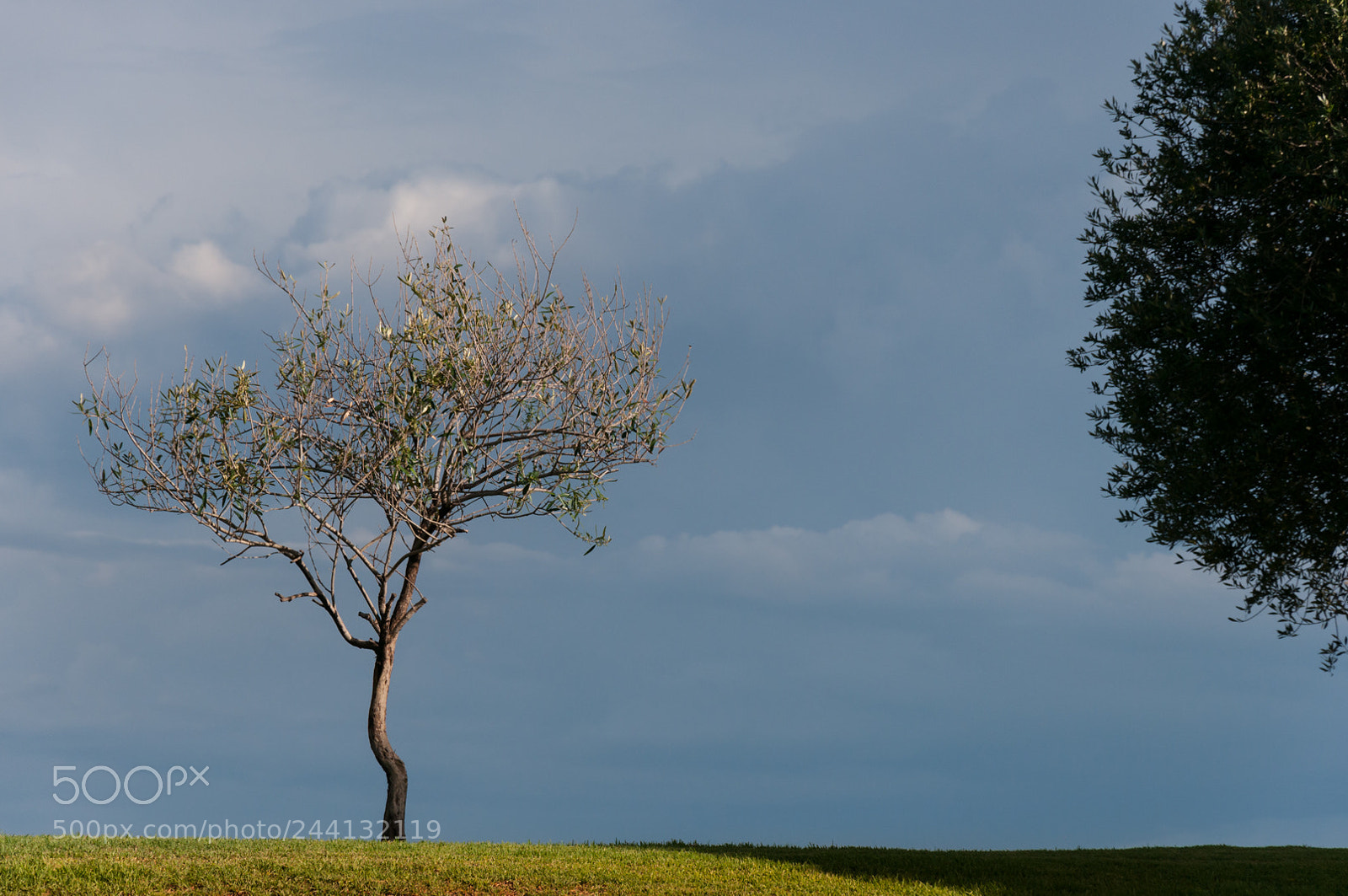 Nikon D300S sample photo. Tree photography