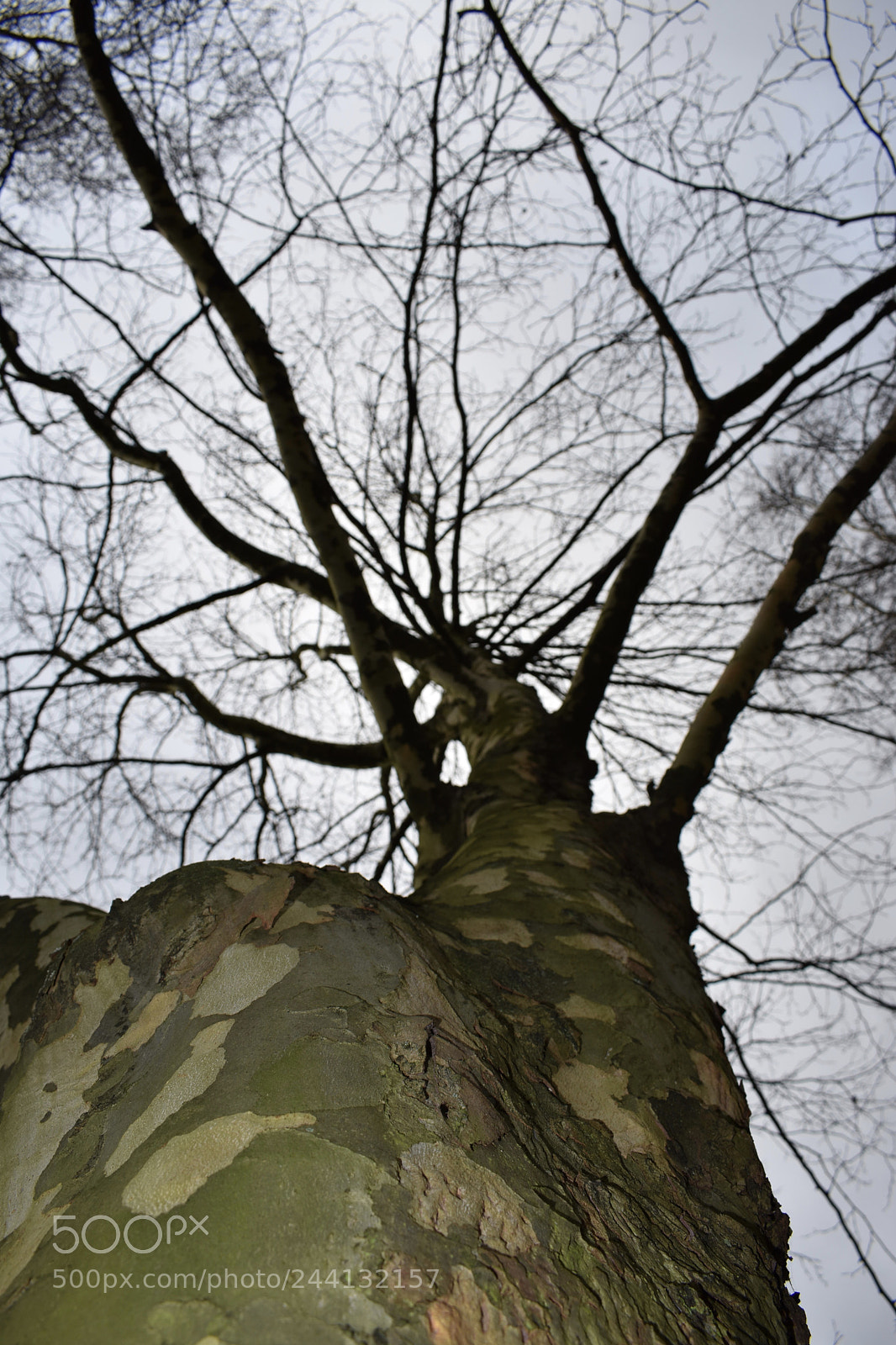 Nikon D3400 sample photo. Tree in russel square photography