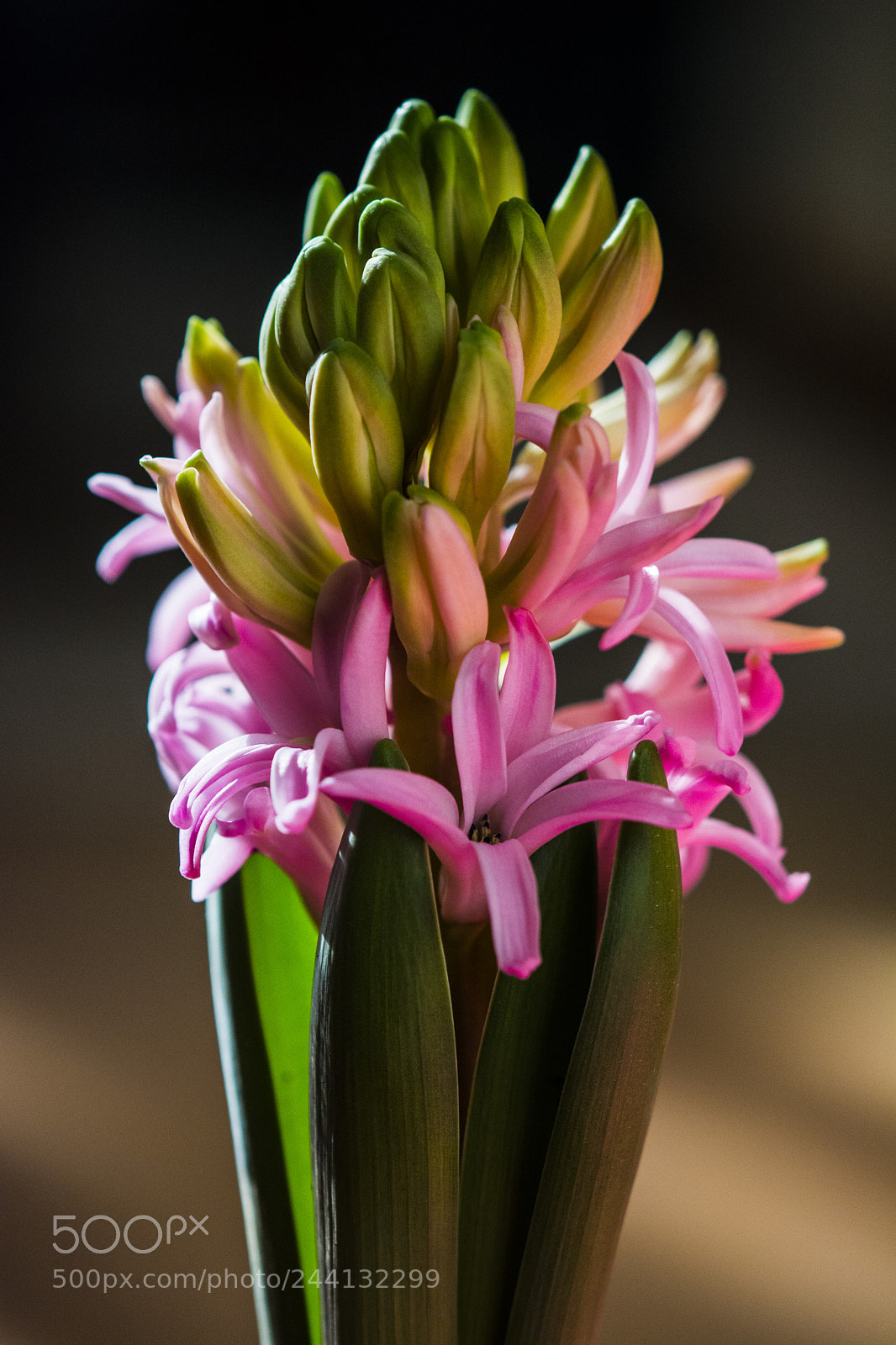 Nikon D7100 sample photo. To early 28.1.2018 photography