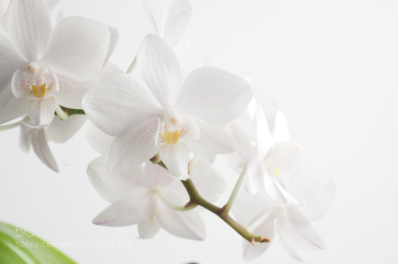 Olympus OM-D E-M10 sample photo. White orchids photography
