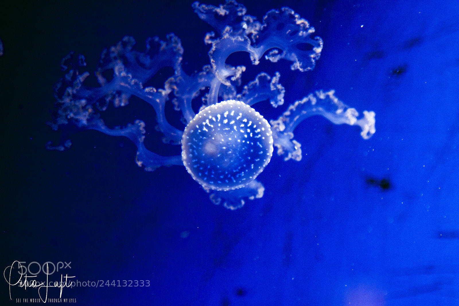 Canon EOS 50D sample photo. Sealife photography