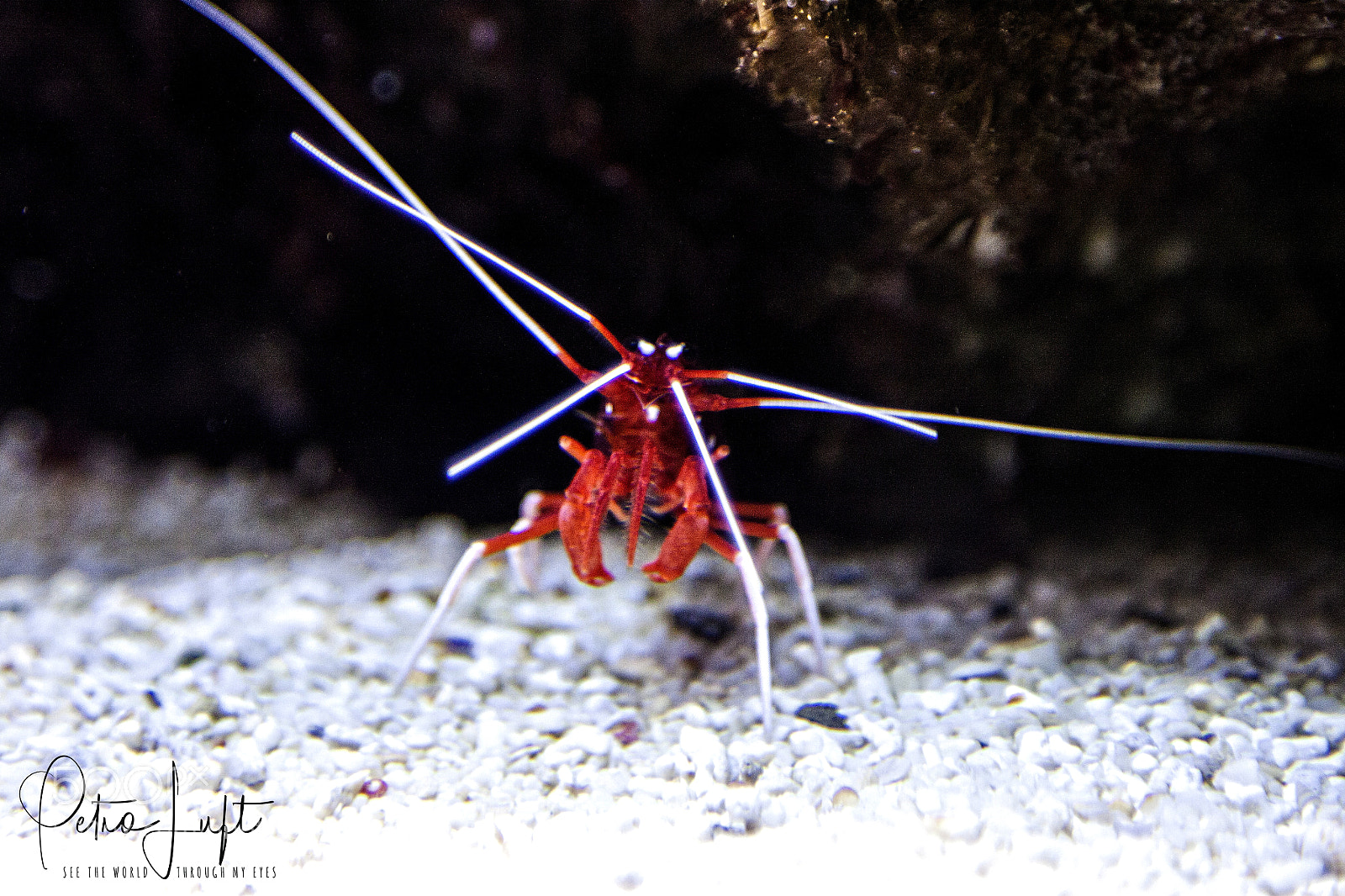 Canon EOS 50D sample photo. Sealife photography