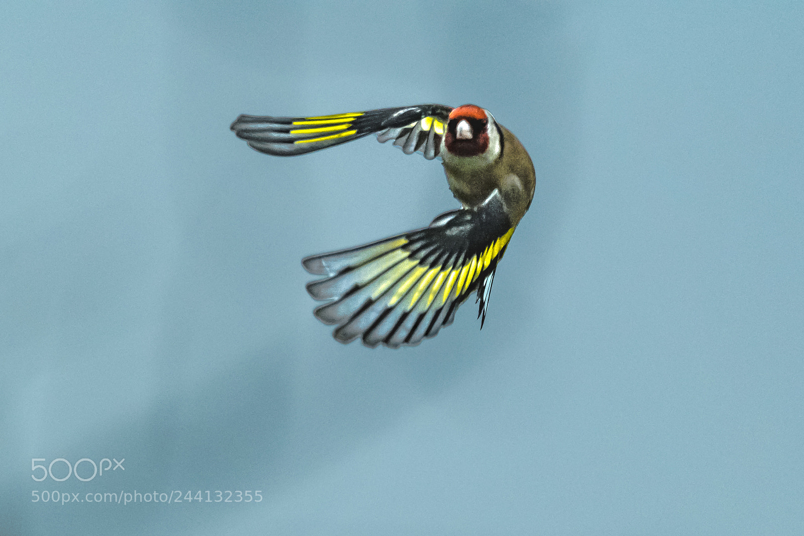 Nikon D850 sample photo. Incoming goldfinch photography