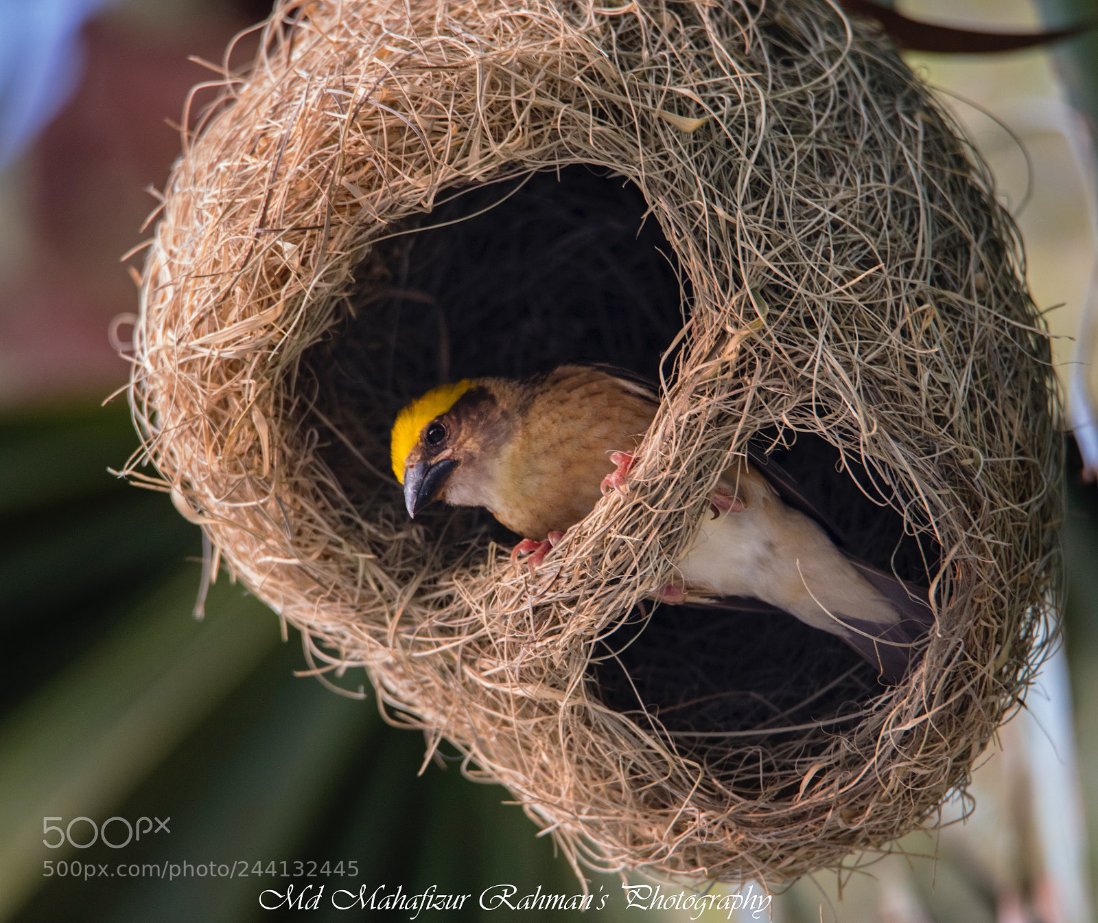 Canon EOS 5DS sample photo. Baya weaver photography