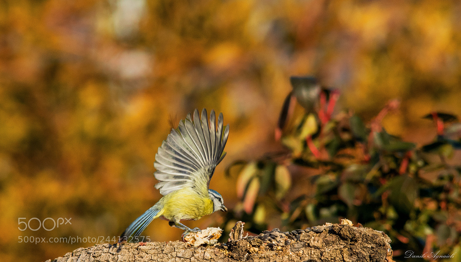 Canon EOS 7D Mark II sample photo. Ali per volare lontano photography