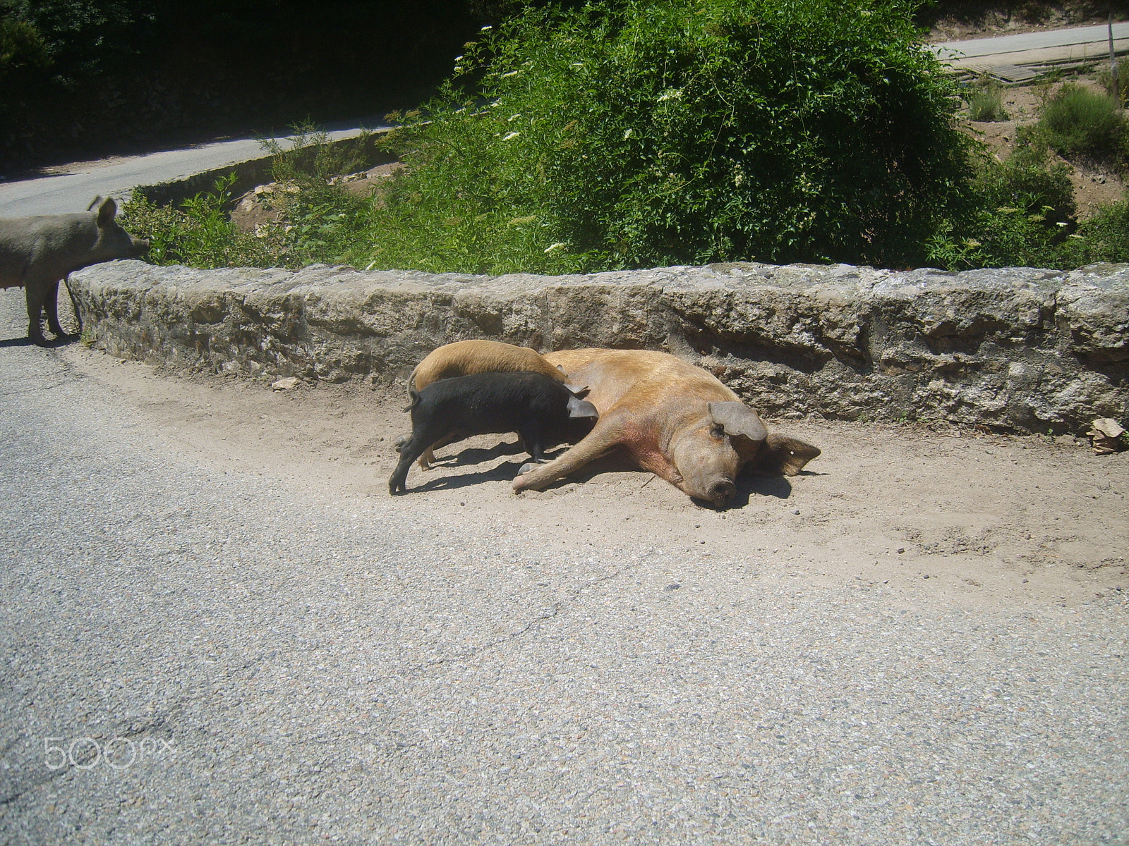 Samsung Digimax S830 / Kenox S830 sample photo. Cochons sur les routes corse photography