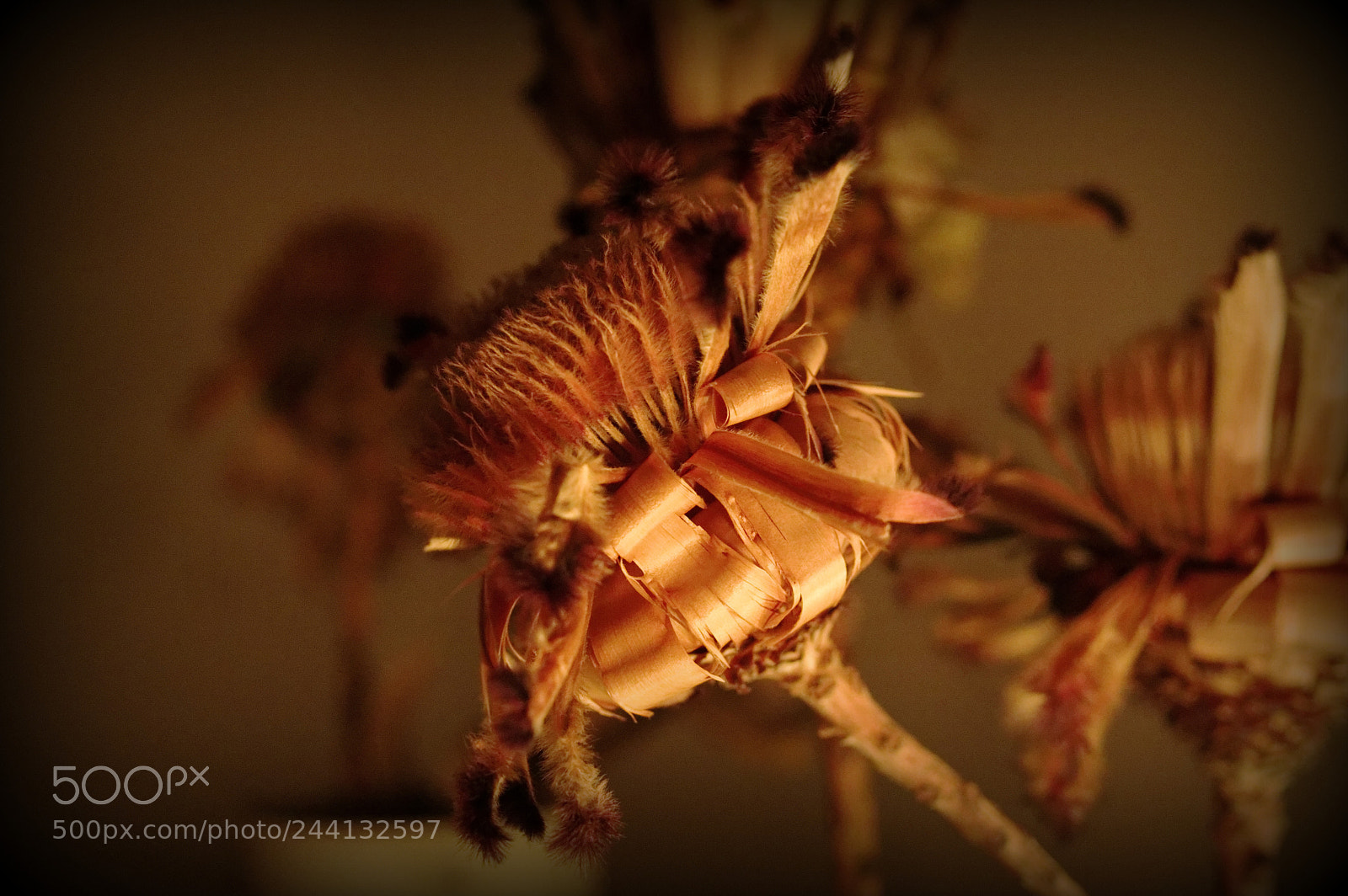 Pentax K-3 II sample photo. Untitled photography