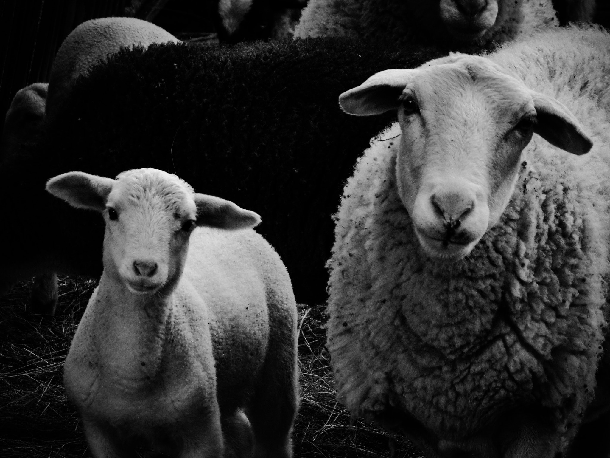 JK KODAK PIXPRO AZ422 sample photo. Baby and mother sheep #he photography