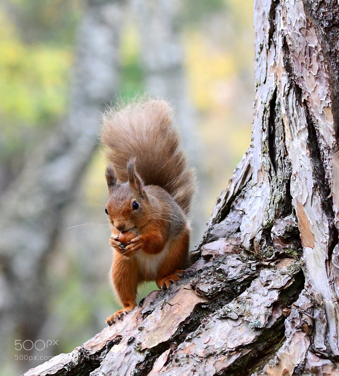 Nikon D500 sample photo. Red squirrel with hazelnut photography