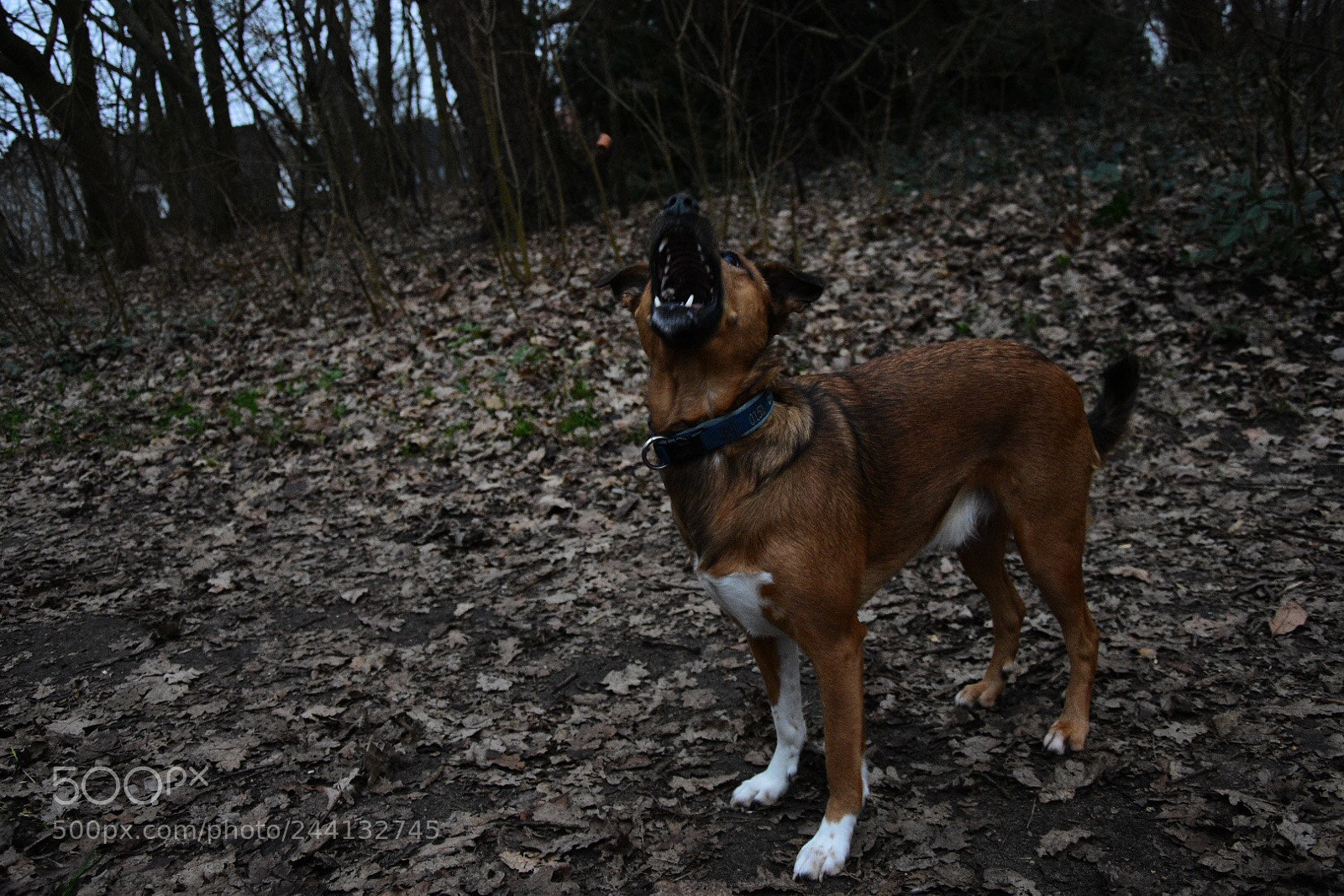 Nikon D7200 sample photo. Lucky dog catching a photography