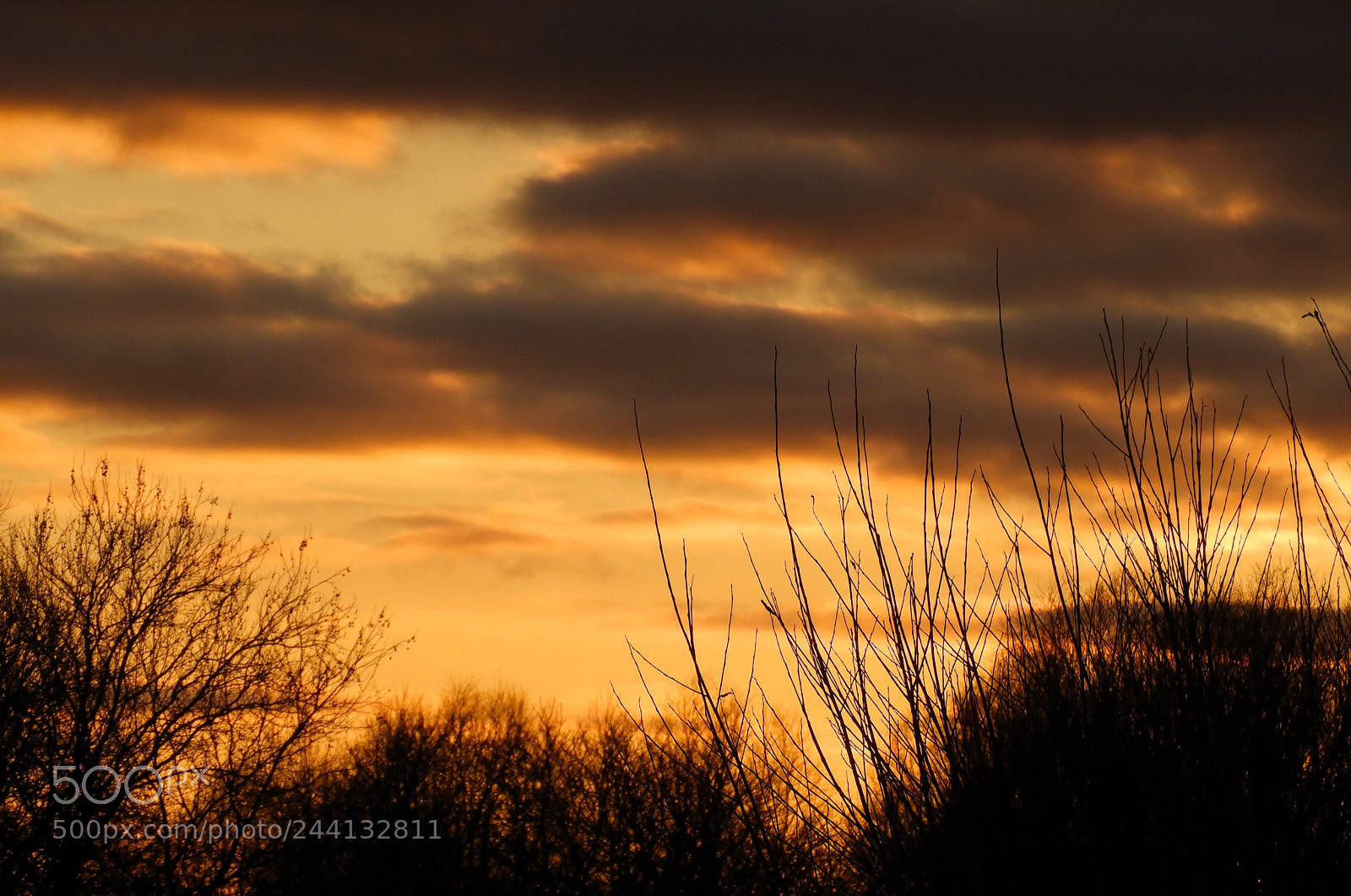Nikon Coolpix B700 sample photo. Cambridge sunset with willow photography