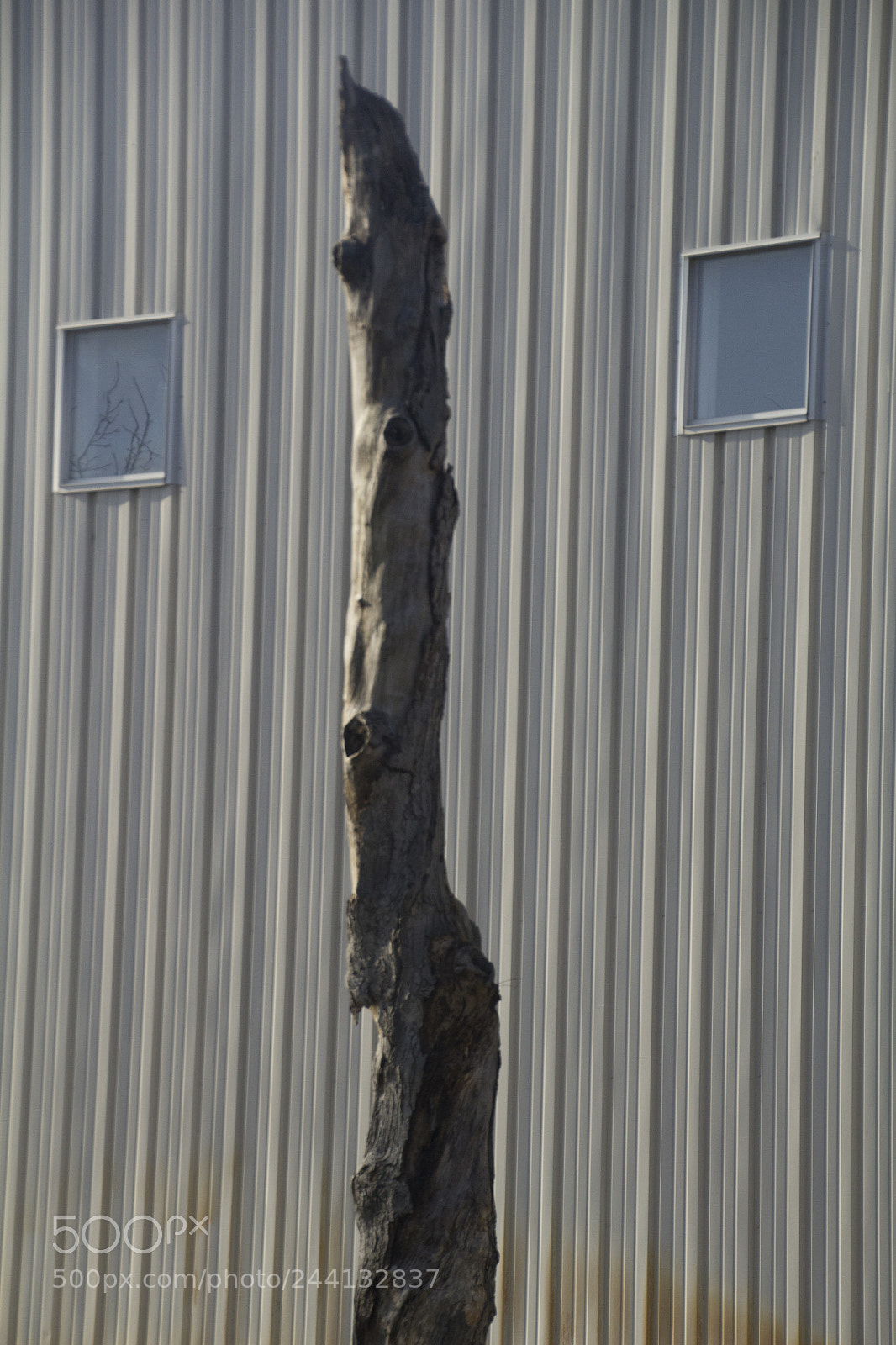 Canon EOS 1200D (EOS Rebel T5 / EOS Kiss X70 / EOS Hi) sample photo. Weird tree trunk. tronco photography