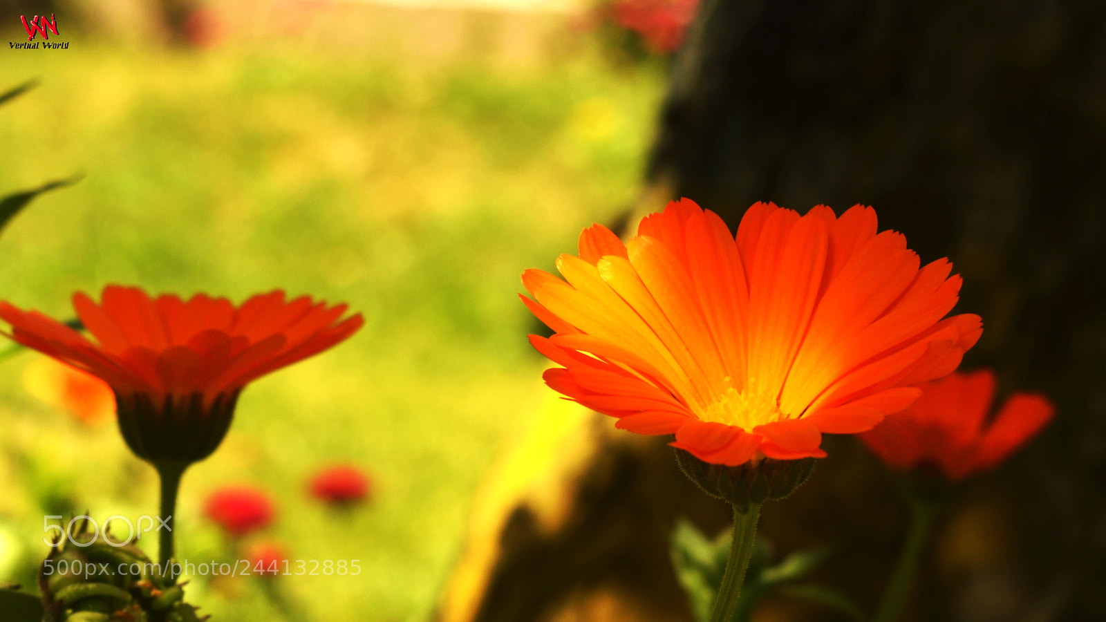 Nikon D3200 sample photo. Flowers photography