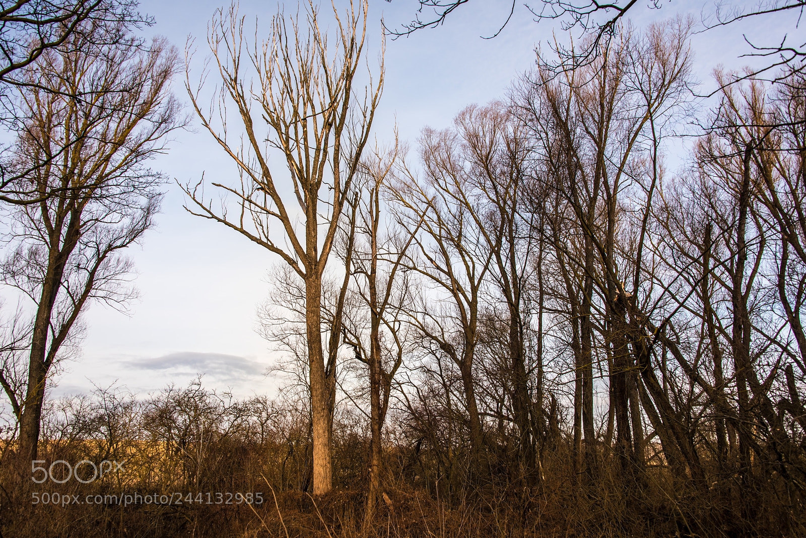 Nikon D810 sample photo. Pranhartsberg in the morning photography