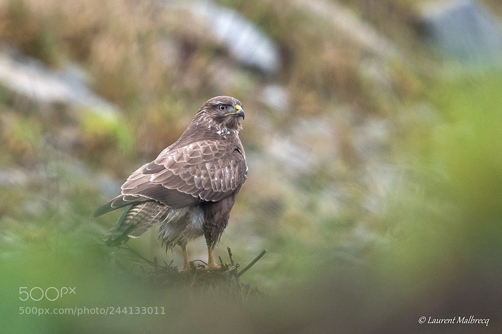 Nikon D500 sample photo. Buse variable photography