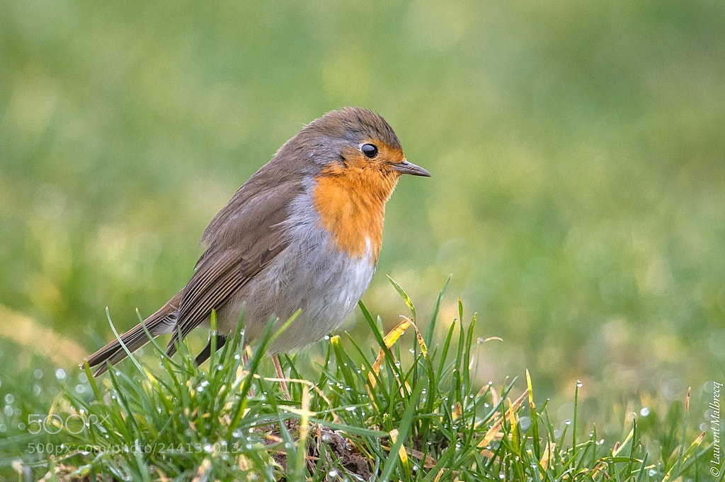 Nikon D500 sample photo. Rouge gorge photography